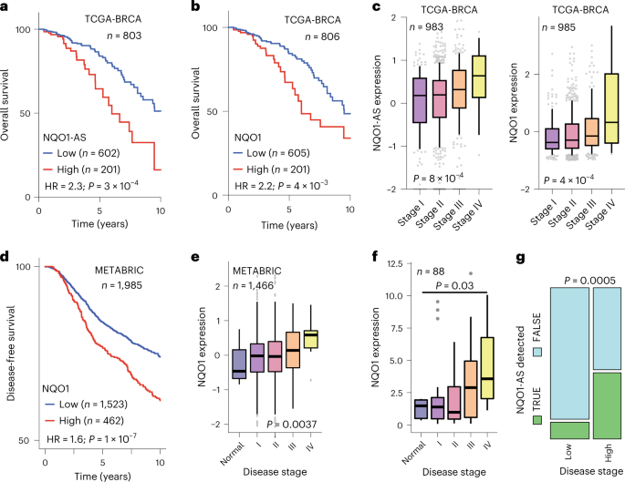 Fig. 8: NQO1-AS and NQO1 expression are associated with metastasis in clinical samples.