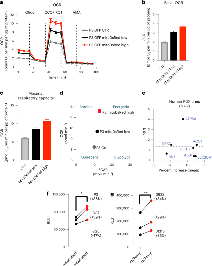 Fig. 5: Acquisition of astrocyte mitochondria enhances ATP production by mitochondrial respiration in recipient GBM cells.