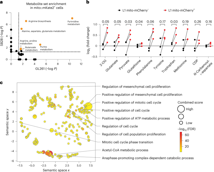 Fig. 6: Mitochondria transfer from astrocytes reprograms GBM metabolism.