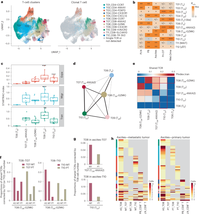 Fig. 2: Characterization of T cell clusters and dynamics of CD8+ T cells in HGSOC.