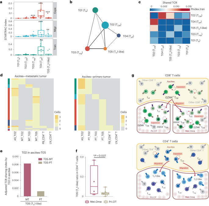 Fig. 3: Characterization and dynamics of CD4+ T cells in HGSOC.
