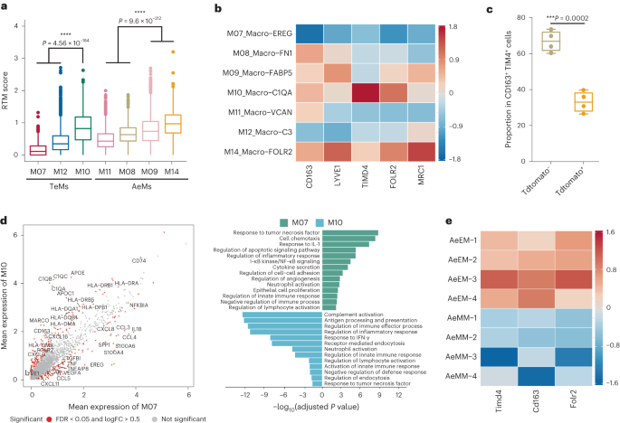 Fig. 5: Two different origins of tumor-enriched and ascites-enriched macrophages in HGSOC.
