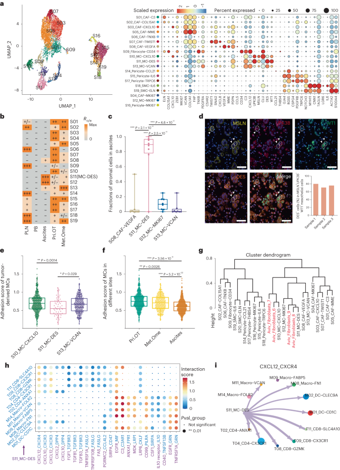 Fig. 6: Characterization of stromal cell clusters of HGSOC, especially DES+ mesothelial cells in ascites.
