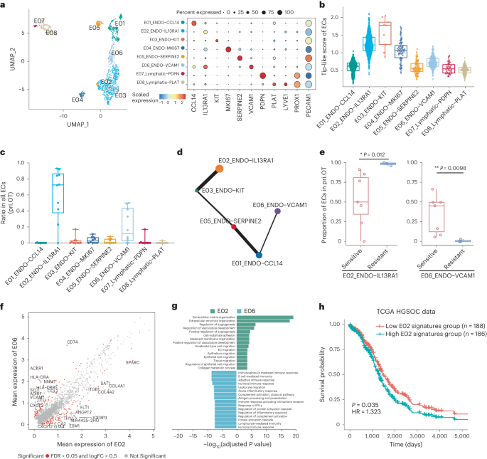 Fig. 7: Characterization of endothelial cell phenotypes within two tumor sites in HGSOC.