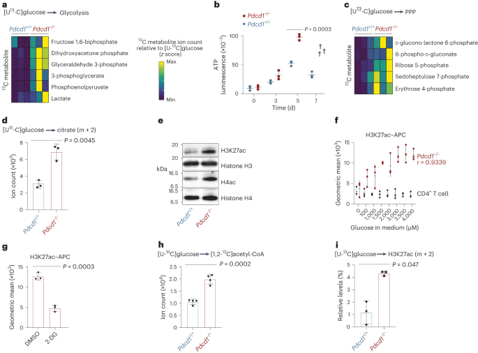 Fig. 3: PD-1 facilitates glycolysis-dependent histone acetylation.