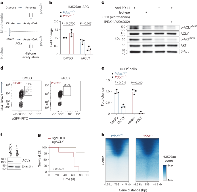 Fig. 4: ACLY is a critical effector molecule downstream of PD-1.