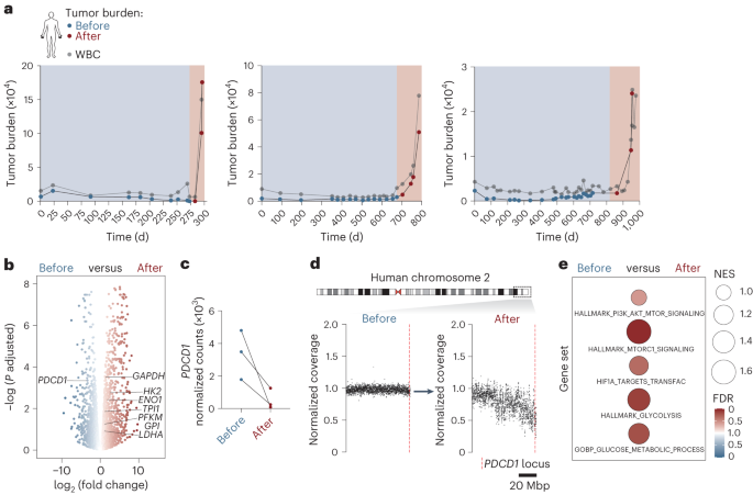 Fig. 6: PD-1 inactivation and glycolytic switch in hyperprogressive T-NHLs.