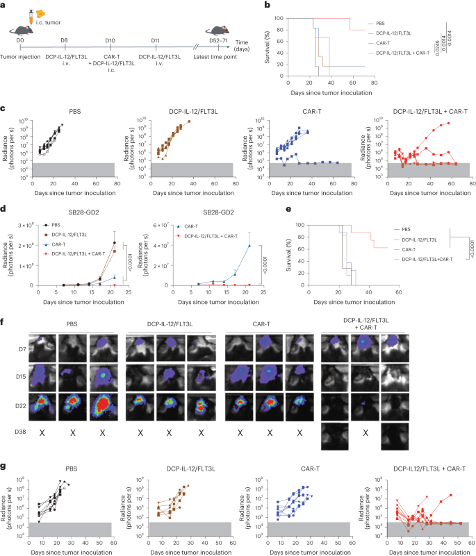 Fig. 7: Cytokine-armed DCPs synergize with CAR-T cells to eradicate mouse gliomas.