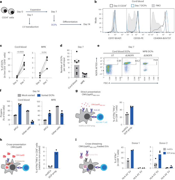 Fig. 8: Human HSPCs are a source of DCPs with antigen-presentation capacity.