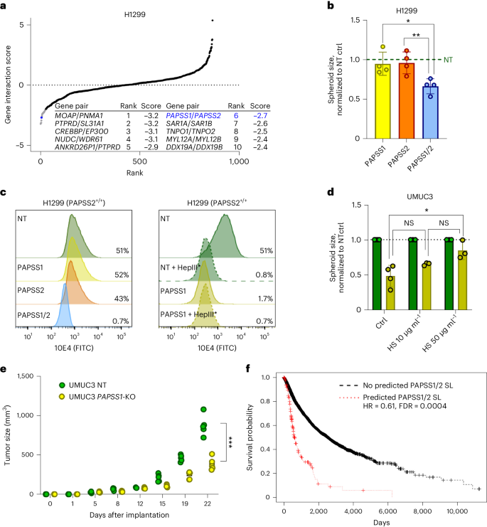 Fig. 5: PAPSS1 and PAPSS2 are novel synthetic lethal paralogs detected by TCGADEPMAP.