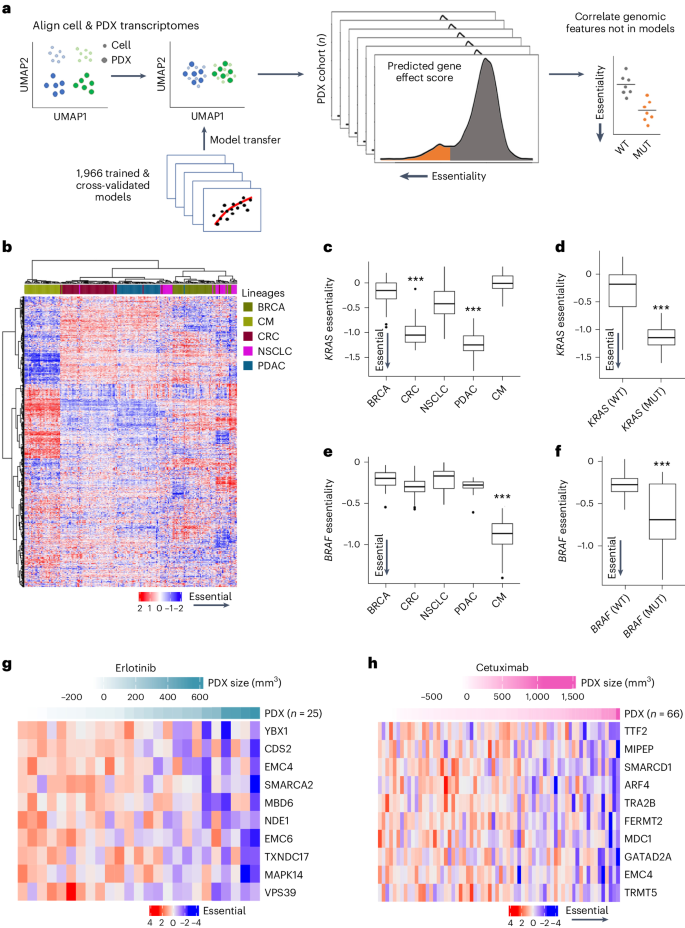 Fig. 6: Building a translational dependency map in patient-derived xenografts: PDXEDEPMAP.