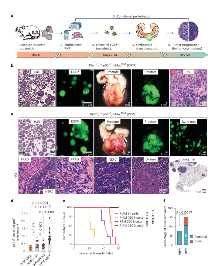 Fig. 1: Rapid establishment of genetically defined prostate cancer with prostate organoids transplanted into immunocompetent syngeneic hosts.