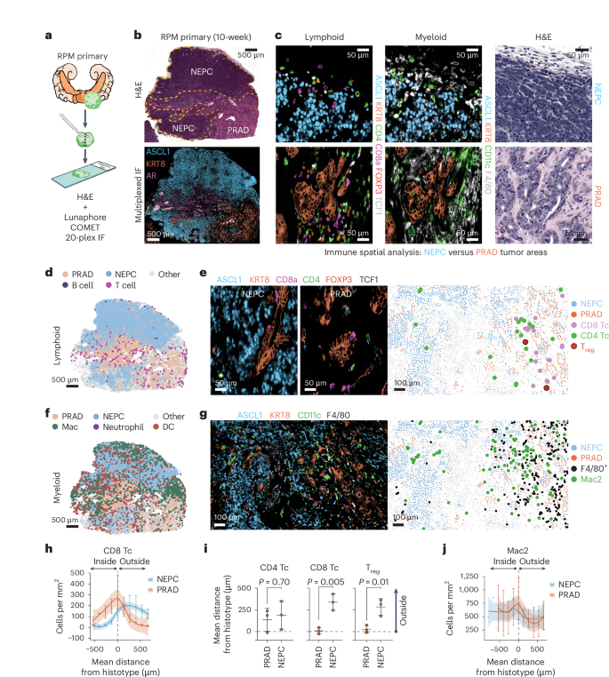 Fig. 3: Multiplexed immunofluorescence identifies unique spatial distribution of immune cells within RPM prostate tumors, with local depletion of immune cell types in NEPC areas.