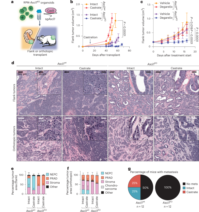 Fig. 6: Loss of Ascl1 results in abrogated NEPC establishment and castration-sensitivity.