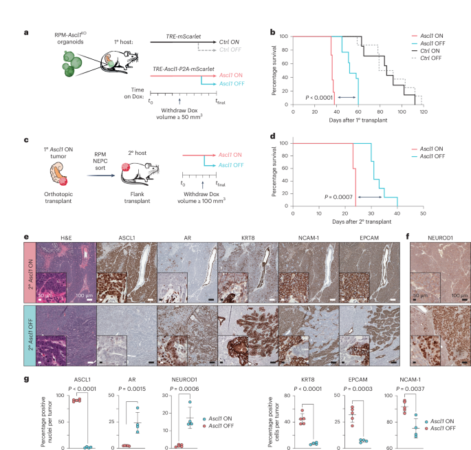 Fig. 8: Loss of Ascl1 in established NEPC results in modest tumor control and increased tumor heterogeneity.
