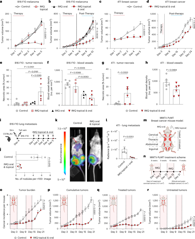 Fig. 1: Oral and topical IMQ promotes local and distant antitumor effects.