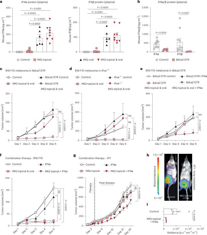 Fig. 2: The antitumor effect of IMQ depends on pDCs and type I IFN.