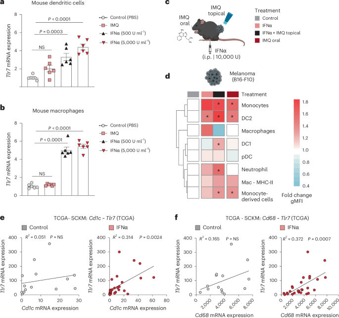 Fig. 3: IFNα sensitizes DCs and macrophages to TLR7/8 agonists.