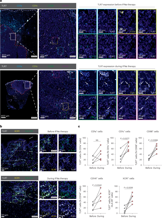 Fig. 4: IFNα therapy induces TLR7 expression on myeloid cells.