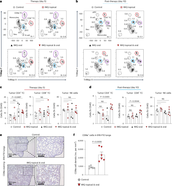 Fig. 7: Combination therapy promotes a distant CD8+ T cell response.