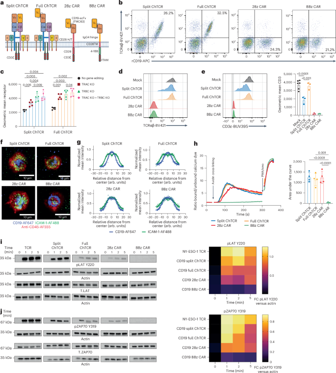 Fig. 1: ChTCRs reproduce canonical TCR structure, synapse formation and proximal signaling in T cells.