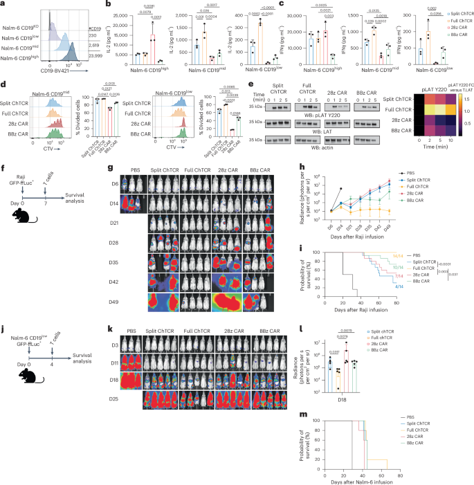 Fig. 2: T cells expressing the CD19-specific full ChTCR recognize CD19low tumor cells and have superior antitumor effect in vivo.