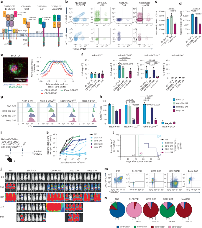 Fig. 5: A CD19/CD22 Bi-ChTCR confers T cell recognition of both CD19 and CD22.