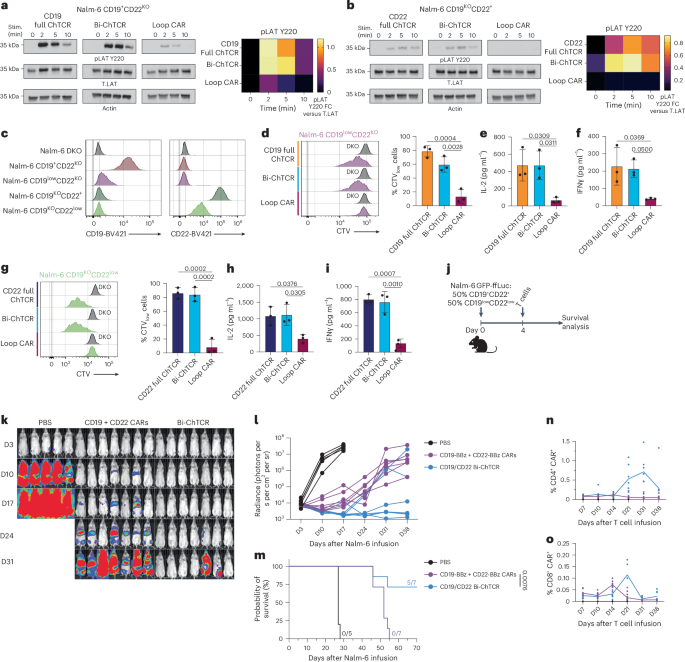 Fig. 6: T cells expressing the CD19/CD22 Bi-ChTCR have excellent sensitivity for both antigens and have potent antitumor activity.