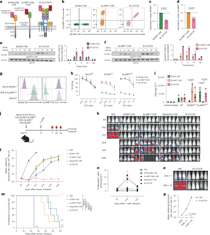 Fig. 7: BCMA/SLAMF7 Bi-ChTCR for targeting multiple myeloma.