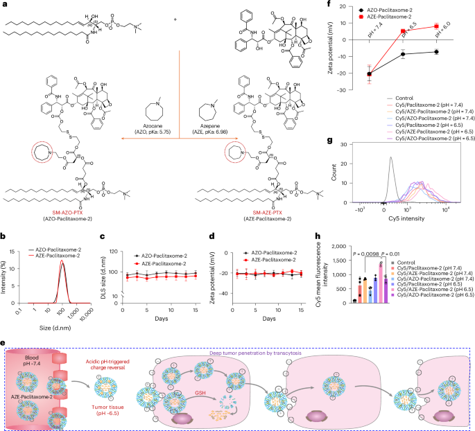 Fig. 3: Development of paclitaxome-2 with a built-in ultra-pH-sensitive probe to trigger cationization-induced transcytosis in tumors.