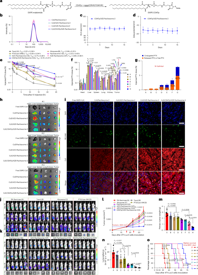 Fig. 5: CD47p/AZE–paclitaxome-2 enhanced tumor delivery and bolstered anti-TNBC efficacy with decreased distribution to MPS.