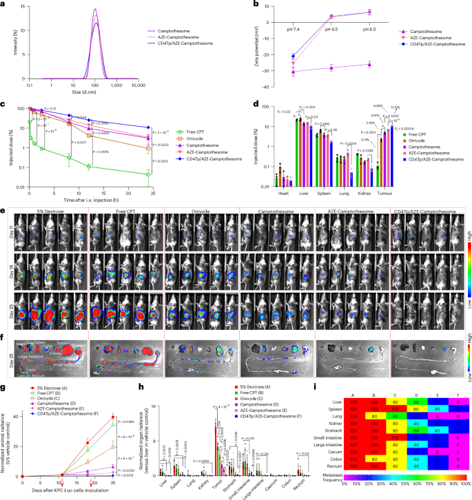 Fig. 6: Therapeutic efficacy of CD47p/AZE–camptothesome in metastatic orthotopic KPC-Luc PC mouse model.