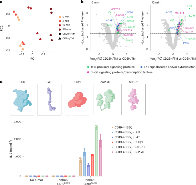 Fig. 1: CAR design influences proximal signaling molecule phosphorylation.