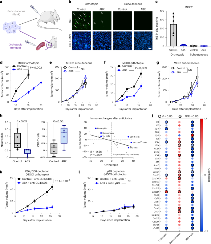 Fig. 5: Depletion of intratumoral bacteria remodels the tumor microenvironment in preclinical models.