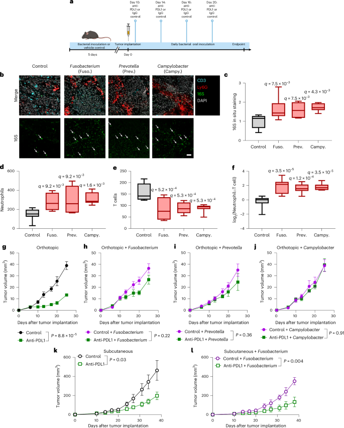 Fig. 6: Increasing intratumoral bacteria burden induces resistance to ICB.