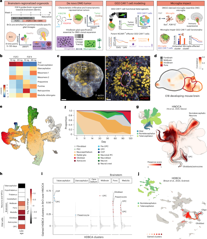 Fig. 1: Generation and validation of glial-enriched brainstem organoids.