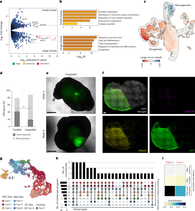 Fig. 3: Clonal dynamics of DMG tumors in brainstem organoids.