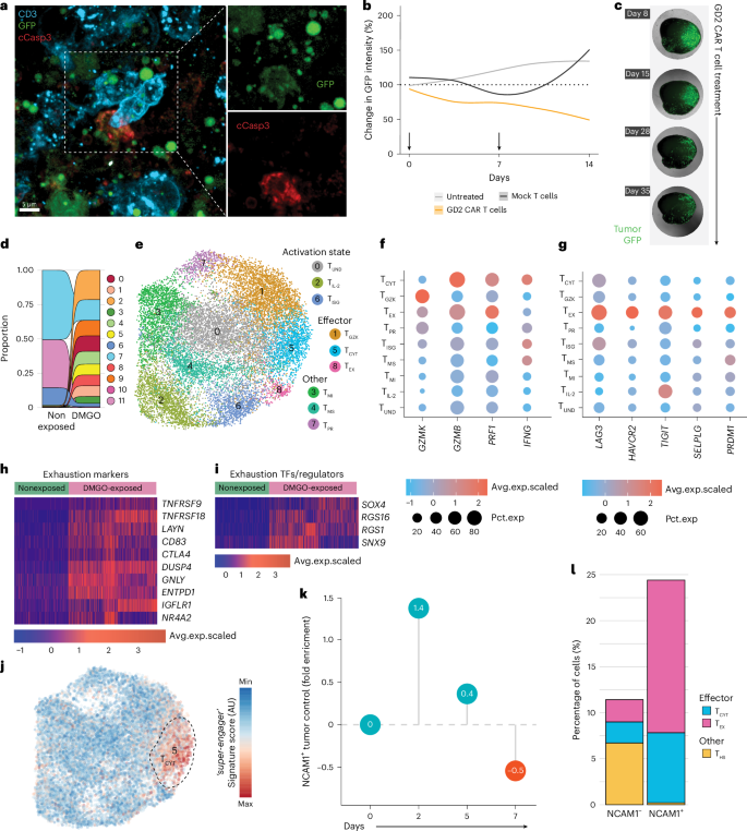 Fig. 4: DMGOs model CAR T cell functional heterogeneity.