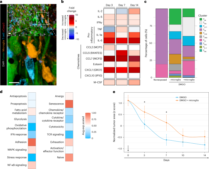 Fig. 6: Microglia impact on the GD2 CAR T cell response.