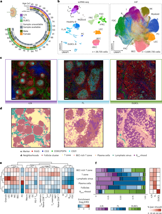 Fig. 1: Lymphoma-induced remodeling of the LN cellular ecosystem.