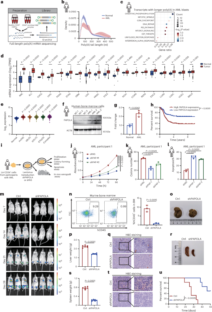 is glutathione good for kidney disease Reduced ameliorates acute injury by inhibiting ferroptosis low glutathione and kidney disease