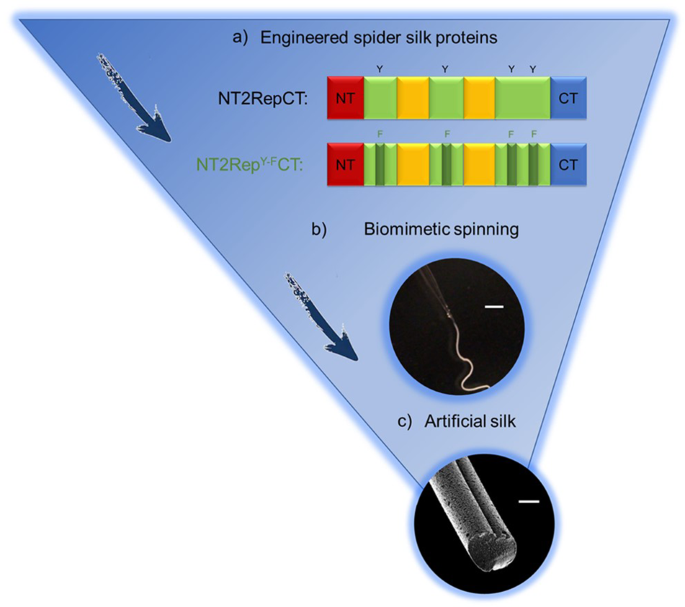 Fig. 1: Schematic presentation of the two designed spider silk proteins used in the study and biomimetic spinning of these into fibers.