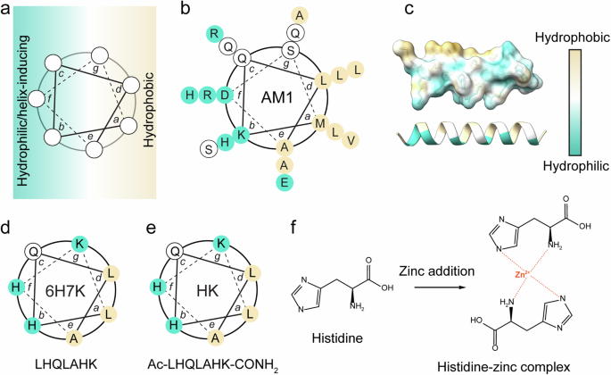 Fig. 1: Peptide design.
