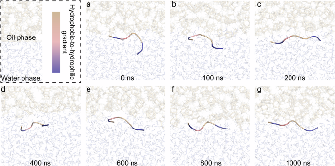 Fig. 4: Molecular dynamics simulation of HK structures at Oil/Water interface for 1000 ns at pH 7.5.