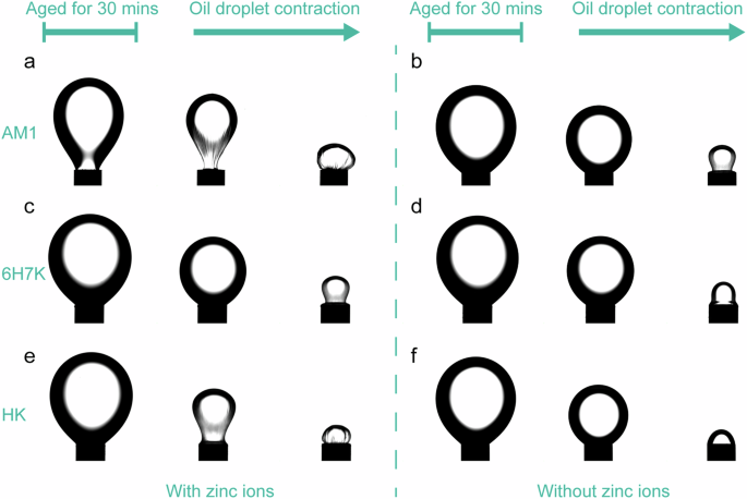 Fig. 6: Visualization of the impacts of zinc ions at the oil/water interface.