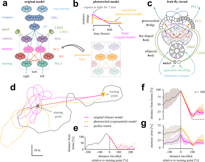 Fig. 5: Insect model description and results.
