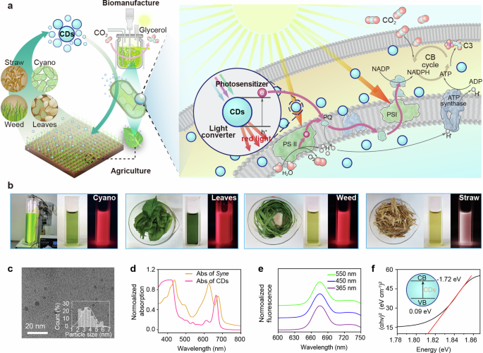 Fig. 1: Schematic diagram of closed-loop production of CDs for improving natural photosynthesis and application in agriculture and biomanufacturing.