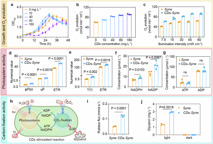 Fig. 3: Enhancement of cyanobacterial photosynthesis by CDs.