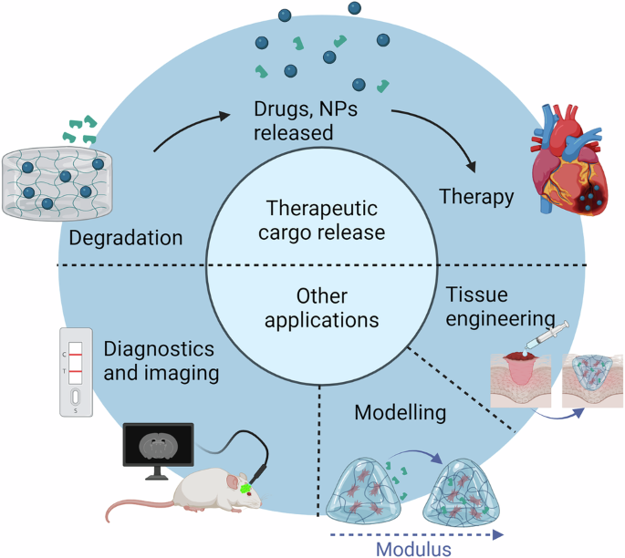 Fig. 1: Versatile roles of enzyme-responsive hydrogels in biomedical applications.