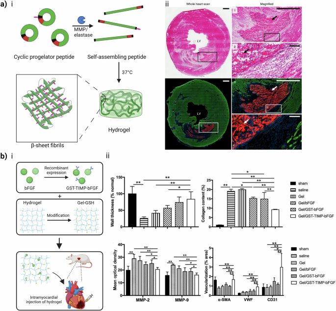Fig. 2: Enzyme-responsive hydrogels in cardiac applications.